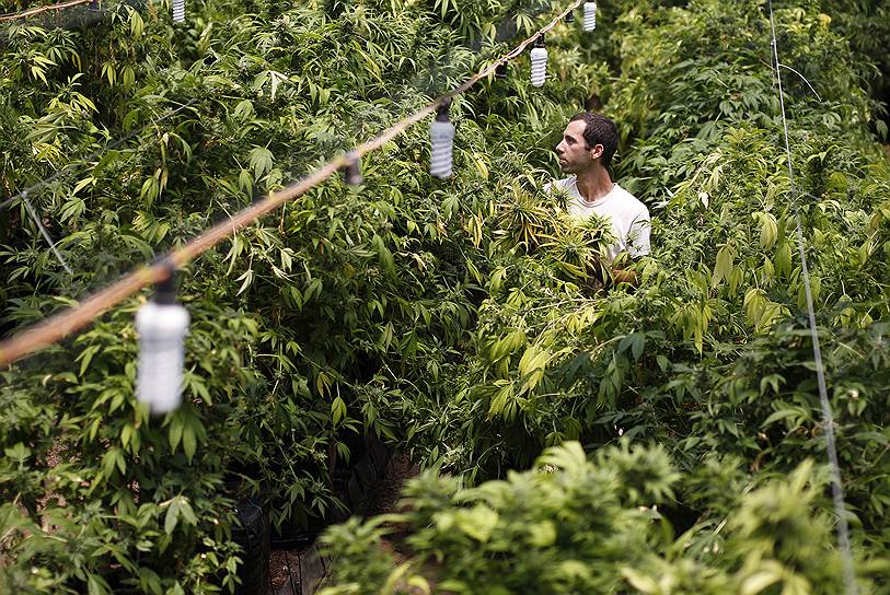Только у 20 тыс. израильтян есть разрешение на покупку лечебной марихуаны, поэтому местные производители нацелены на ее поставку в Европу и Северную Америку 

