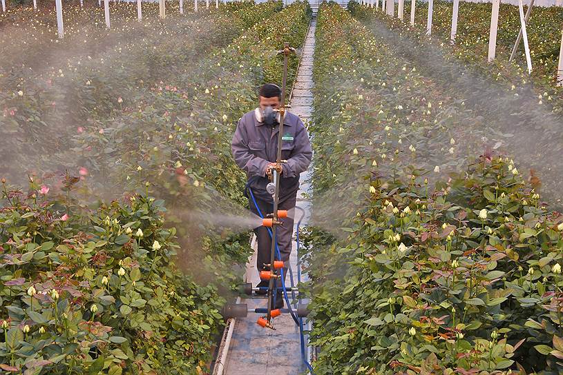 Выращивая розы по голландской технологии, азербайджанские цветоводы надеются вернуть себе утраченные позиции на российском рынке 
