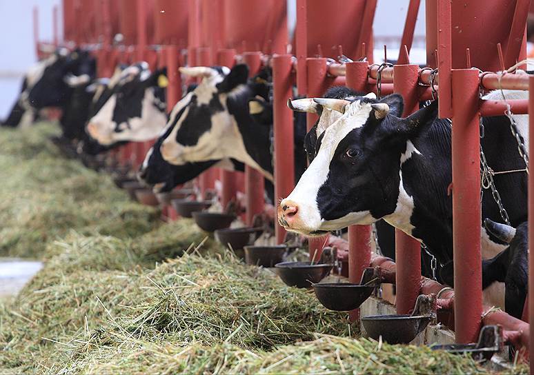 Молочное животноводство, традиционно находившееся в загоне, получает все более отчетливые сигналы о перспективах развития