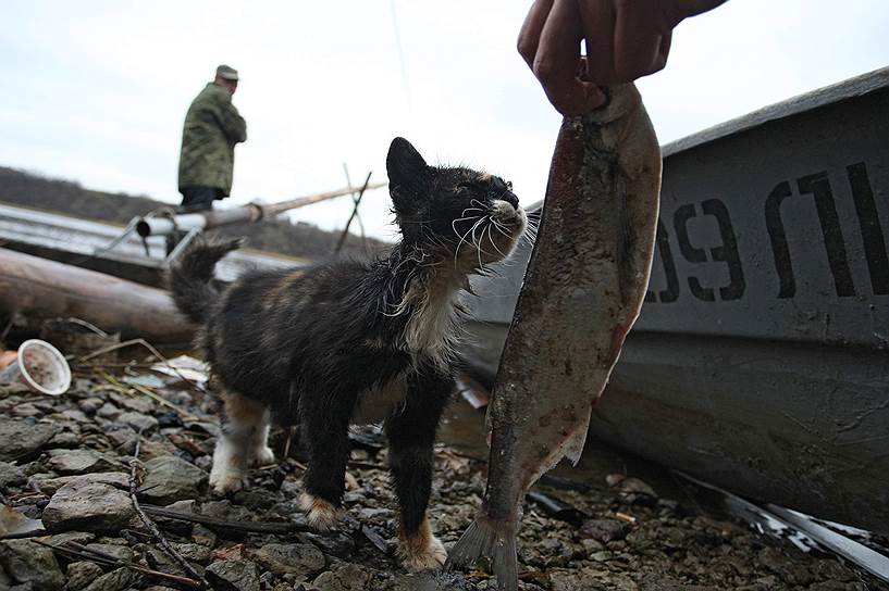 Россияне едят рыбы на треть меньше, чем рекомендует Минздрав