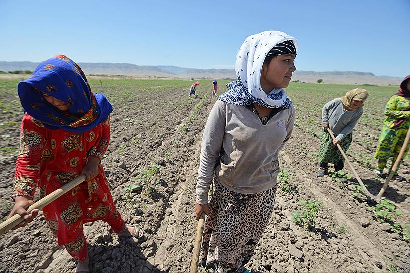 Таджикским работницам на хлопковых полях больше платят китайские фермеры, но и работа на них тяжелее 
