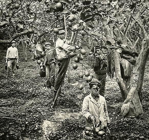 Практически все выращенные в садах Сицилии лимоны в начале XIX века предназначались британским морякам 
