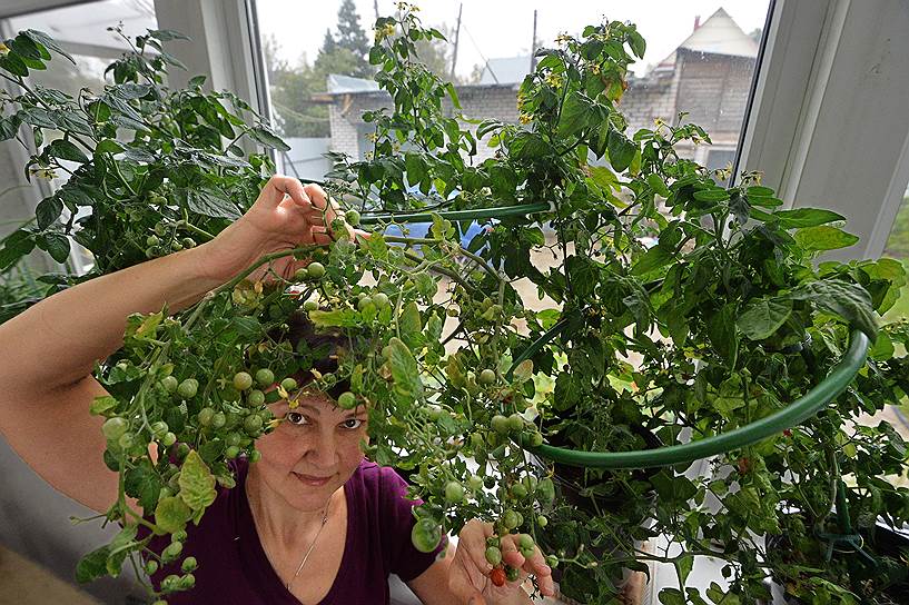 Чтобы сорвать помидор для салата, Елене Щепкиной даже не нужно выходить в огород 

