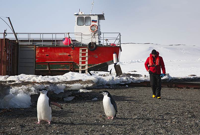 Полярники не пытаются приручать пингвинов, что не мешает последним живо интересоваться людьми 
