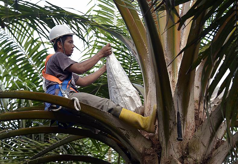 Вывод нового сорта масличной пальмы занимает от 20 до 30 лет. На селекционных плантациях тщательно следят за тем, чтобы женские соцветия не опылялись раньше времени – для этого их закрывают  пластиковыми мешками