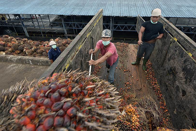 На фабриках по производству пальмового масла плоды после разгрузки стерилизуют паром, а затем отправляют под пресс