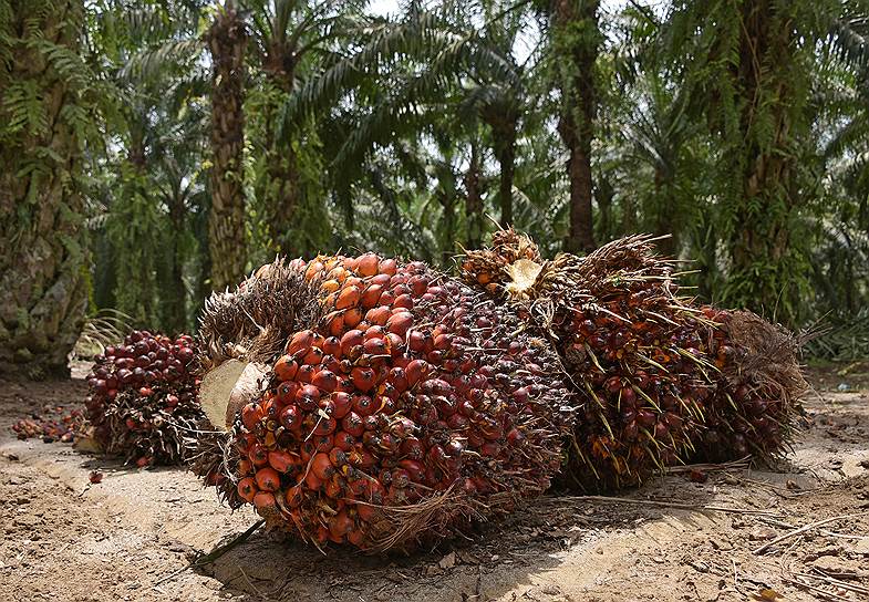 Одна гроздь плодов масличной пальмы весит от 20 до 30 кг, масла из нее получается примерно 23% от веса. Масличные пальмы чрезвычайно плодовиты, причем, чем старше дерево, тем больше плодов оно дает. В год одна пальма приносит 20-24 плода, то есть получить от нее можно более 165 кг пальмового масла