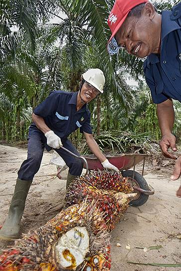Для рабочих на государственных плантациях Суматры норма выработки составляет 1500 кг плодов в день. Это немного: обычно рабочие перевыполняют план, снимая в среднем за день около 2000 кг плодов. Рабочий день, как правило, длится семь часов – с 6 утра до 13 часов дня. Зарплата сборщиков урожая на государственных плантациях считается хорошей для Суматры: она составляет 5 млн индонезийских рупий (около 375 долларов) в месяц