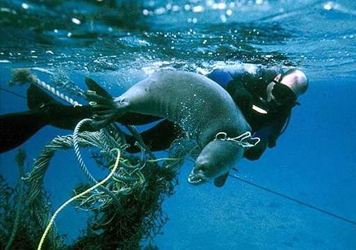 Гавайские тюлени-монахи задыхаются в дрейфующем мусоре