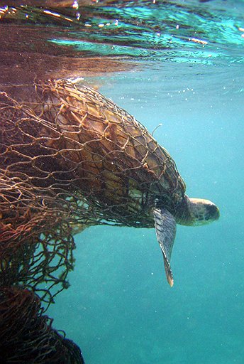 Морские черепахи попадают в ловушки брошенных рыбацких сетей и погибают