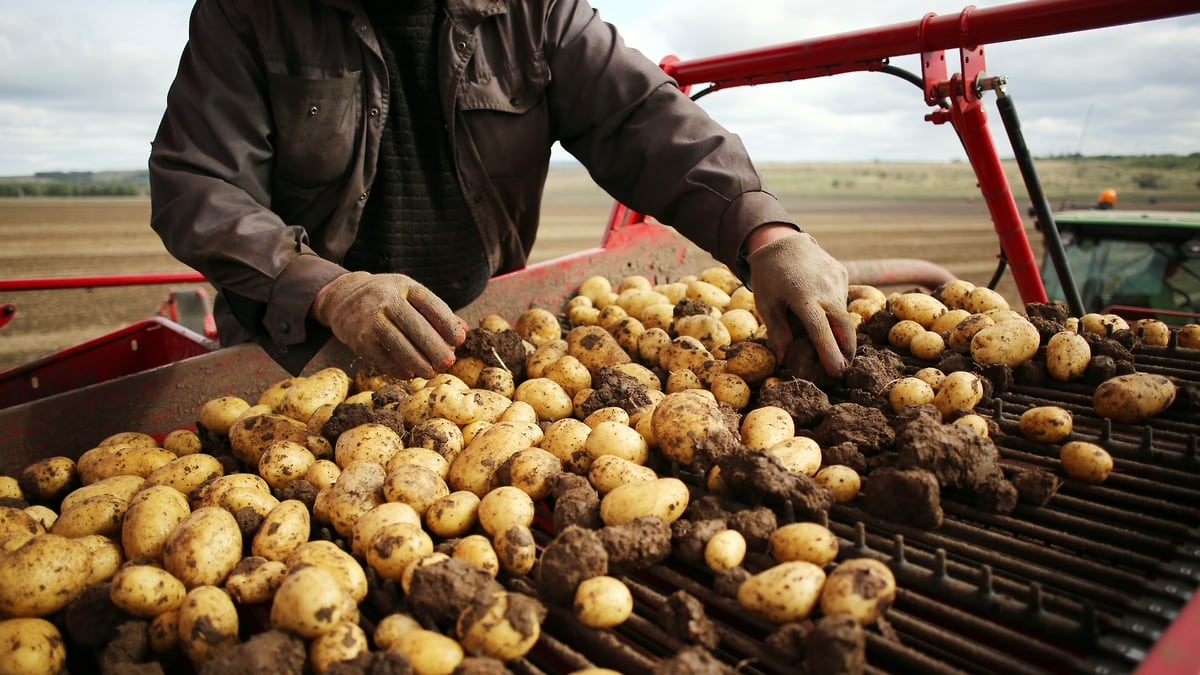 Все о картошке: история, польза и вред, селекция