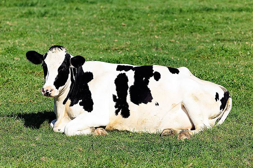 Эта порода называется голштинской, голштинско-фризской или черно-пестрой, но выведена она в Голландии. Это самая распространенная в мире порода крупного рогатого скота. Индекс вымени у коров — 48 - 50 %, скорость молокоотдачи — 2,5 килограмма в минуту; убойный выход — 50 - 55 % 03 Схема верфикации достоверности оценки популяции крупного рогатого скота