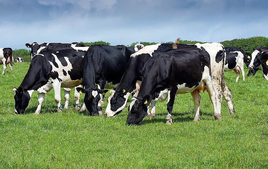 Эта порода называется голштинской, голштинско-фризской или черно-пестрой, но выведена она в Голландии. Это самая распространенная в мире порода крупного рогатого скота. Индекс вымени у коров -- 48 - 50 %, скорость молокоотдачи -- 2,5 килограмма в минуту; убойный выход -- 50 - 55 % 03 Схема верфикации достоверности оценки популяции крупного рогатого скота
