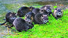 Колебания численности грызунов в северо-восточном Приладожье имеют периодичность в 35 лет.
