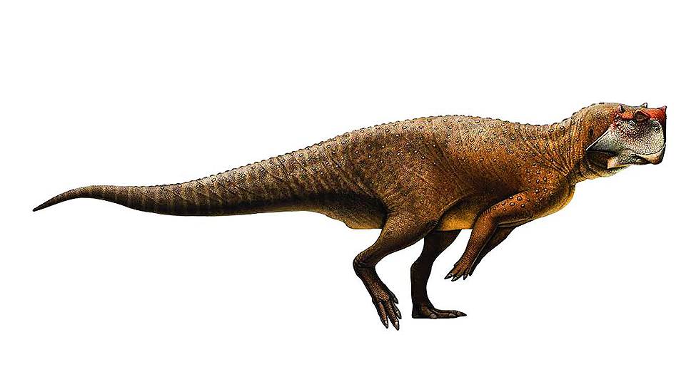 Реконструкция внешнего вида сибирского пситтакозавра — наиболее крупного представителя этого рода с дли- нои&amp;#774; тела более 2.5 м. Художник Андреи&amp;#774; Атучин
