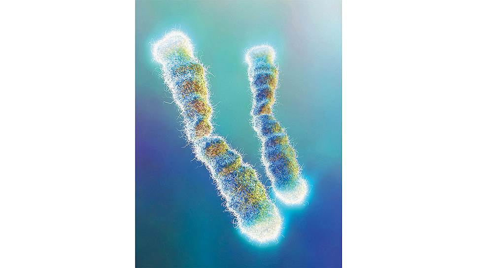 ДНК-полимераза не способна копировать ДНК полностью, с самого начала до самого конца, поэтому теломеры, концевые участки хромосом, при каждой репликации ДНК, то есть при каждом делении клетки, сокращаются. В принципе существует фермент теломераза, который достраивает ДНК до прежней длины, но в большинстве клеток он заблокирован
