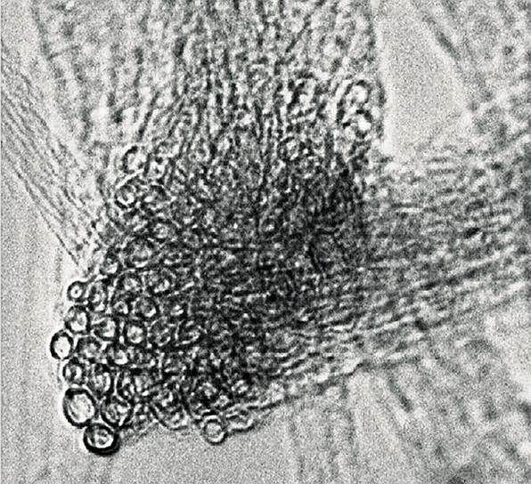 Электронно-микроскопическое изображение поперечного сечения
пучка ОУН, объединяющего нанотрубки различного диаметра
