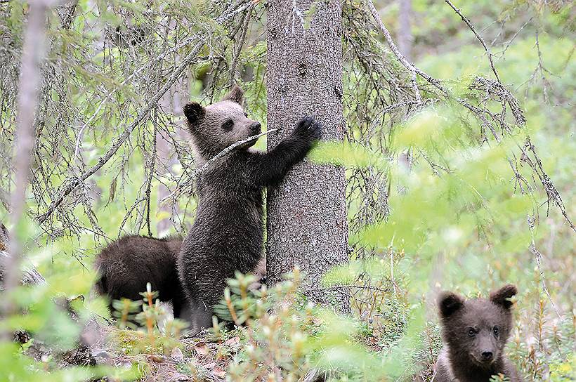 Когда медвежатам не у кого учиться, на помощь приходят врожденные рефлексы