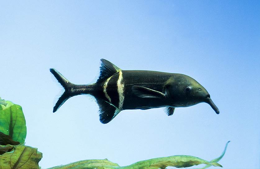 Род Mormyrus (слонорылы) -- некрупные африканские рыбы, живут в основном в Ниле, в его мелких, прогретых солнцем протоках с рыхлым илистым дном. Туда они и зарываются своим длинным хоботом в поисках пищи, иногда в иле оказывается вся целиком голова рыбы. У слонорыла есть электрический орган, который, в отличие от многих других электрических рыб, не поражает сильным разрядом, а создает вокруг всего тела электромагнитное поле. На коже у слонорылов есть электрорецепторы, с помощью которых они могут определять размер, положение и электрический потенциал объектов, находящихся поблизости. Есть у слонорыла и другой вид рецепторов, их мало, они расположены ближе к голове и позволяют особям обмениваться сигналами.