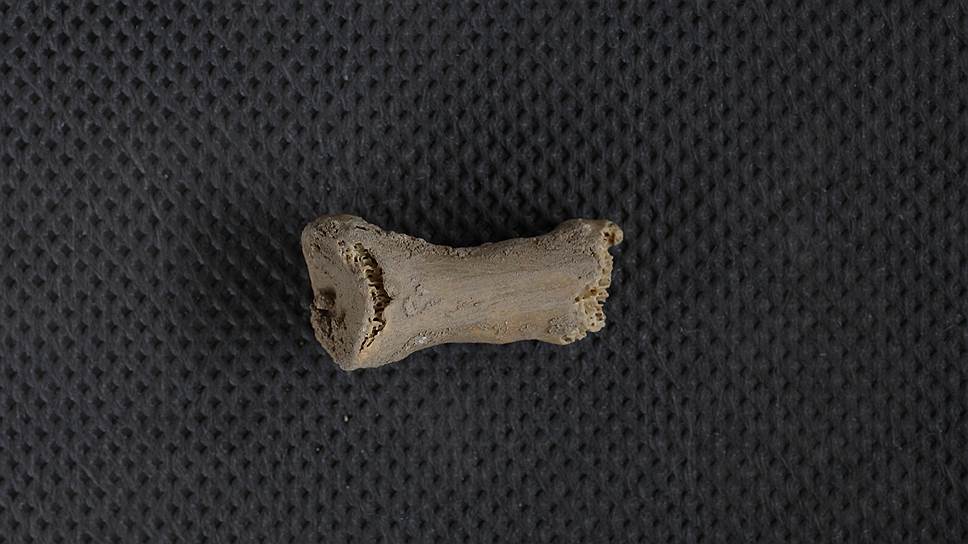 Фаланга пальца ноги неандертальца возрастом 50 тыс. лет сохранилась практически полностью 