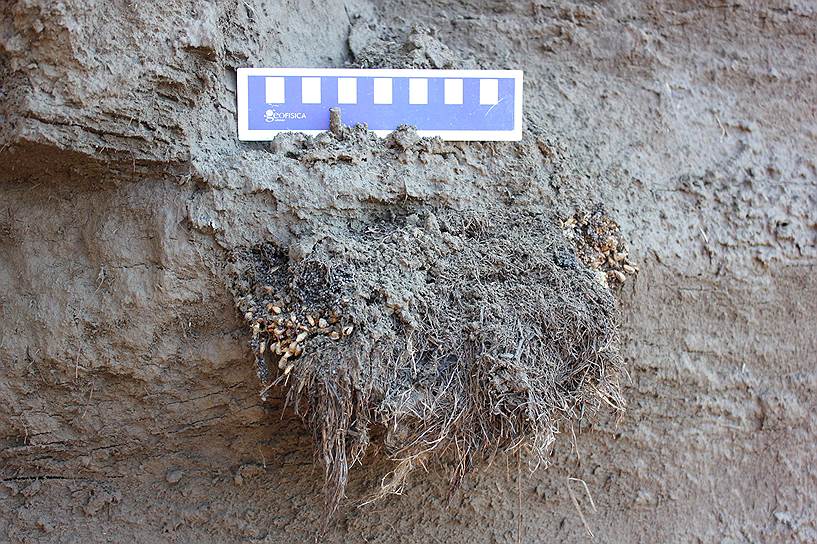 Внешний вид ископаемой норы суслика с вытаивающими семенами в стенке обнажения мерзлых пород 
