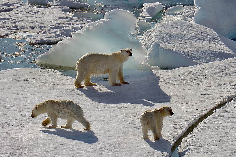 Изменения ледяного покрова Северного Ледовитого океана могут ухудшить условия и среду обитания арктической фауны