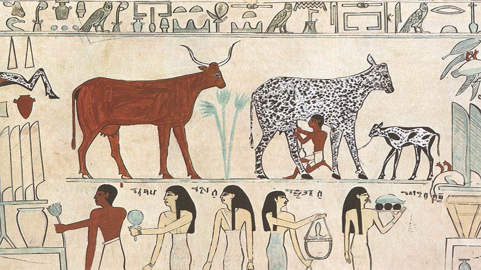 Дойка коровы. Древний Египет 
