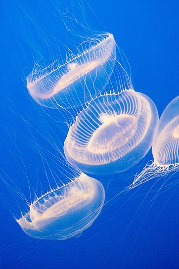 Белки некоторых морских светящихся кишечнополостных могут служить индикатором токсичности среды 
