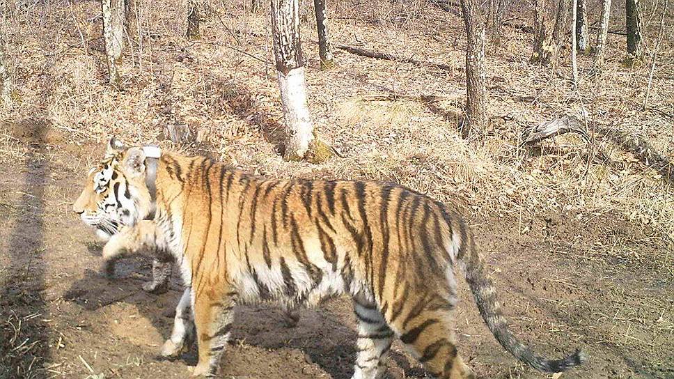 Амурские тигры вернулись к настоящей дикости – Наука – Коммерсантъ