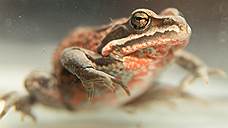 Сибирскую лягушку сложно перепутать с каким-либо другим видом — ее выдает ярко-красная пятнистость или мелкий красно-бело-черный крап на нижней стороне тела и нередко на спине.