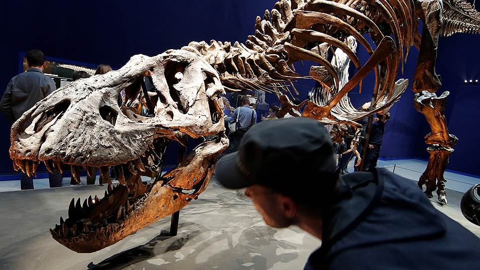 Самый большой в мире тираннозавр найден в Канаде – Наука