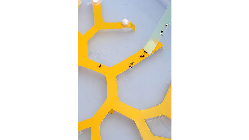 Группа муравьев на бинарном дереве