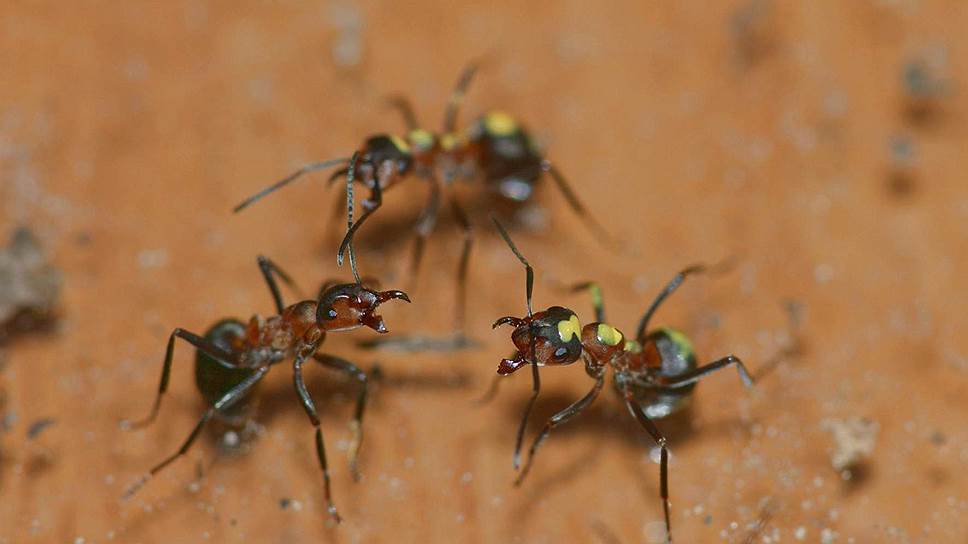 Группа крашеных муравьев, «выясняющих отношения»