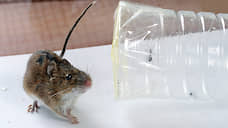 Природа гениальности опробована на мышах