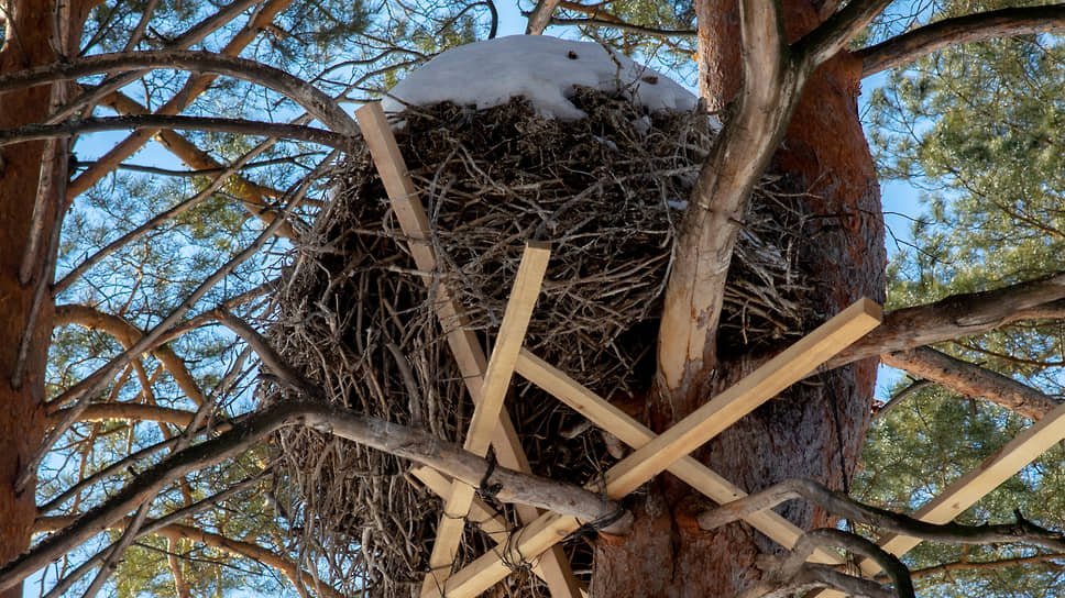 Гнездо черного аиста, укрепленное орнитологами