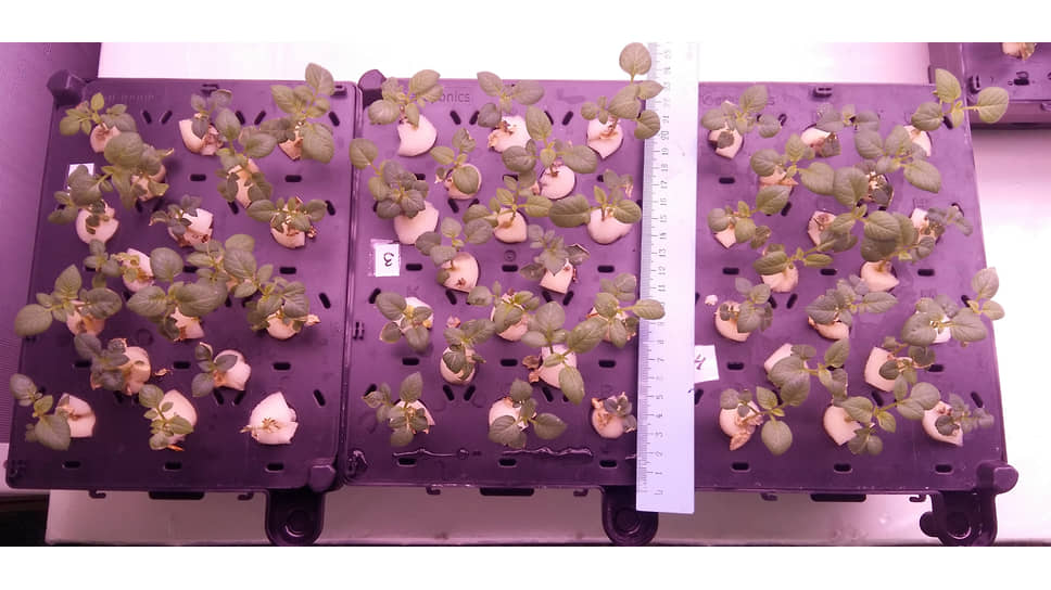 Выращивание сначала в пробирках, а затем в гидропонных установках мини-клубней картофеля