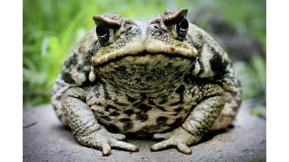 жаба бломберга