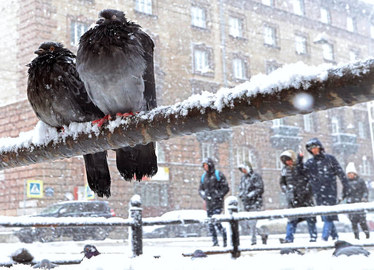 Снегопад. Городские голуби на трубе