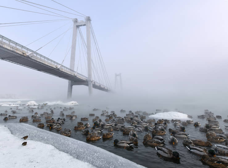 Стая уток у ледяной кромки вблизи Виноградовского моста в Красноярске