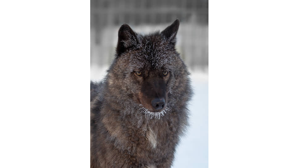 Канадский черный волк
