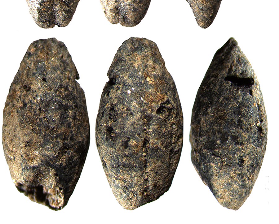 Зерна ячменя и пшеницы найденные при раскопках на Аландских островах