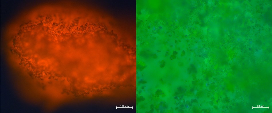 Микрофотографии керамических наноантенн в фотолюминесцентном микроскопе при ультрафиолетовом возбуждении