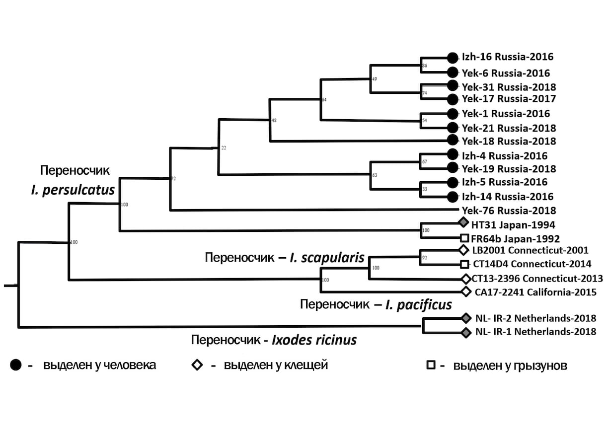 Филогенетическое дерево всех штаммов Borrelia miyamotoi, для которых на декабрь 2019 года были известны полные геномы. Черными символами отмечены геномы, исследованные научной группой, ядром которой является выполнявший проект РНФ коллектив, серыми — с решающим вкладом этой группы. За последние месяцы был расшифрован также геном красноярского штамма Borrelia miyamotoi, а коллеги из Брно, работающие в контакте с ЦНИИ эпидемиологии, опубликовали геномы двух чешских штаммов. Выделяется генетическое своеобразие российских штаммов, что подчеркивает необходимость исследований этой «новой» инфекции в нашей стране