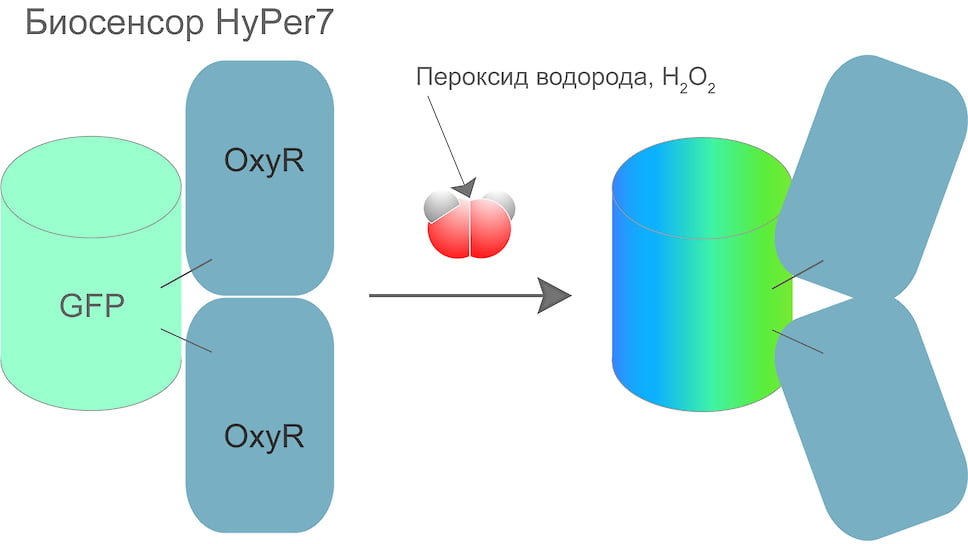 Биосенсор HyPer7 состоит из флуоресцентного белка GFP, сшитого с белком OxyR