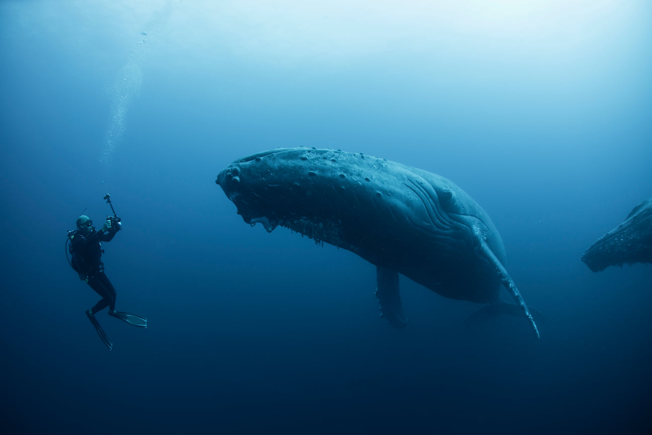 Синий кит и человек