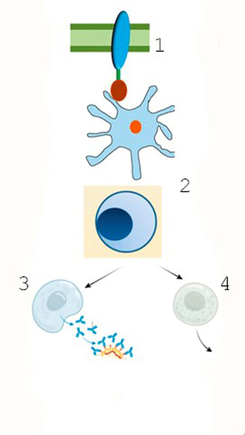 Схема действия вакцины на клетки организма
1. Антиген вируса на поверхности бактерии распознается антиген презентирующей клеткой.  
2. Антиген презентирующая клеттка передает информацию об антигене т-лимфоциту.
3. Два пути защиты от инфекции: выработка антител у антигену возбудителя заболевания и формирование цитотоксических лимфоцитов, убивающих зараженные вирусом клетки