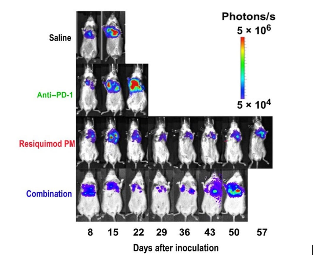 In vivo визуализация биолюминесценции опухоли в организме лабораторных мышей после внутривенного введения различных агентов, в том числе резиквимода