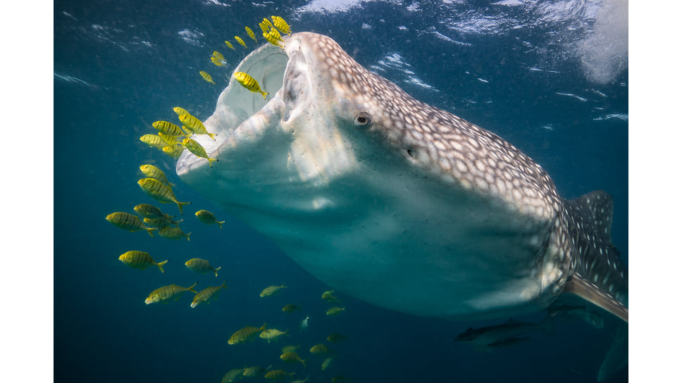 Как мелкие морские животные помогут уточнить климатические модели для океана