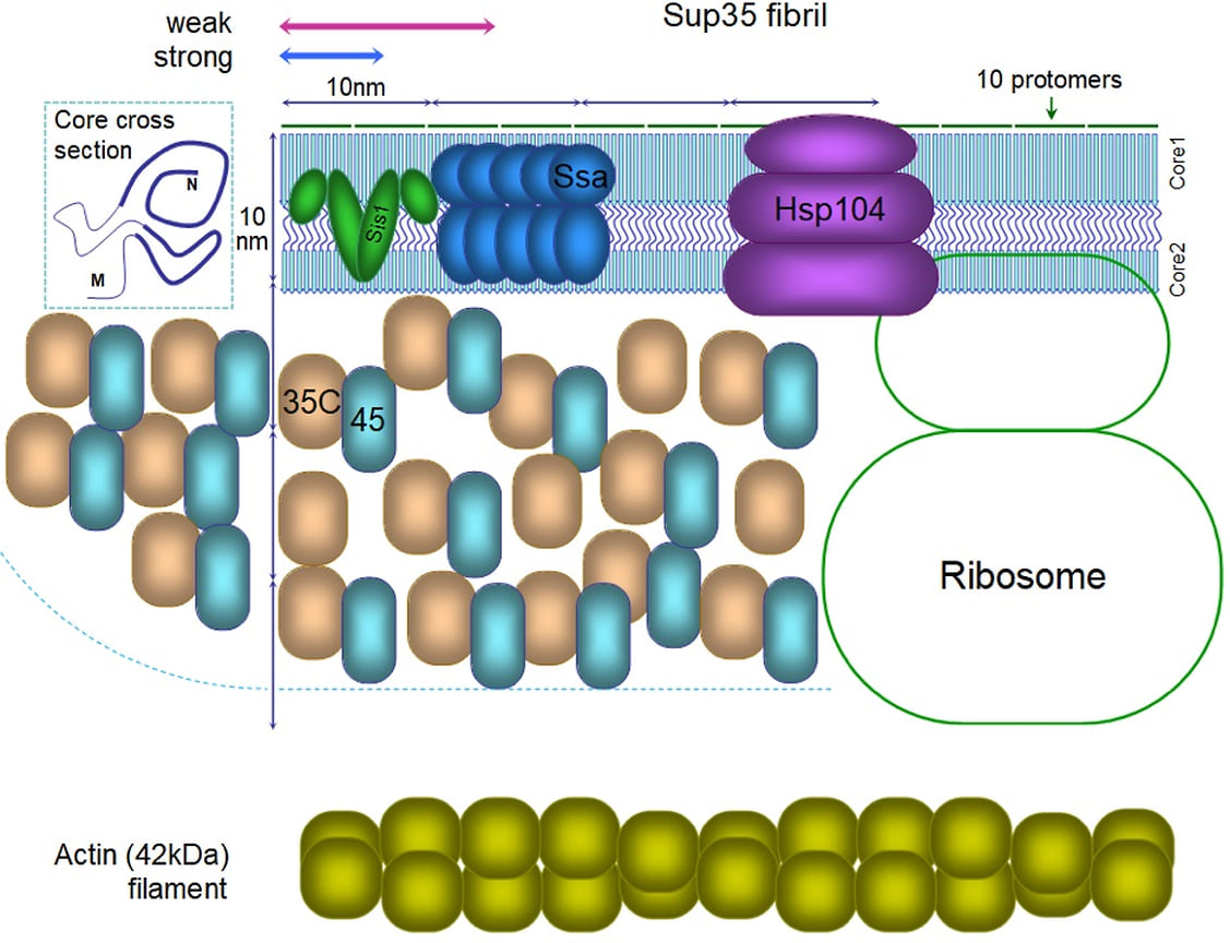 Схематическая структура прионной фибриллы и связанных с ней белков