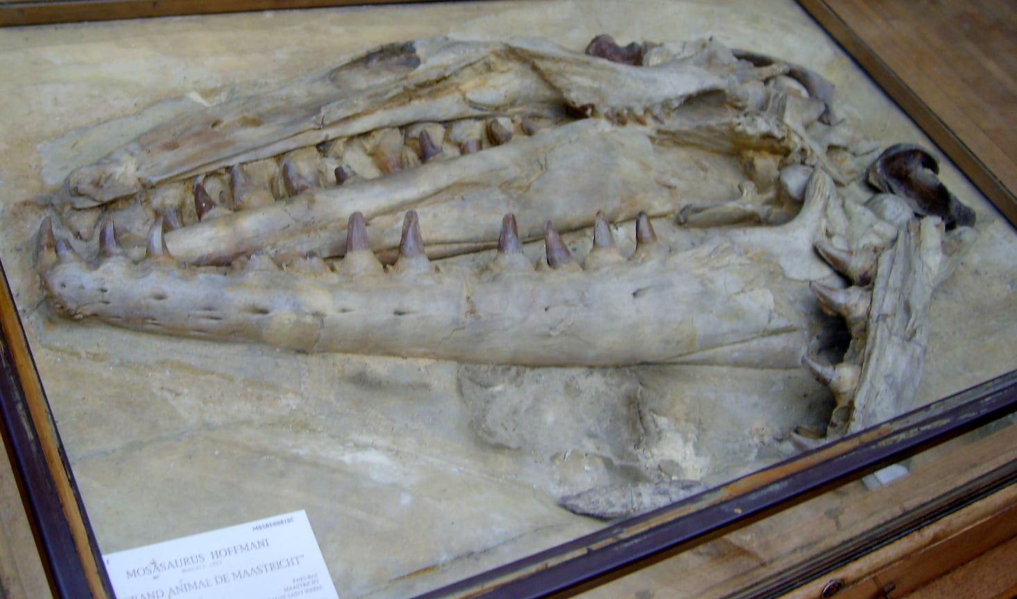 Череп мозазавра Гоффмана, найденный в известняковом карьере Маастрихта между 1770 и 1774 годами